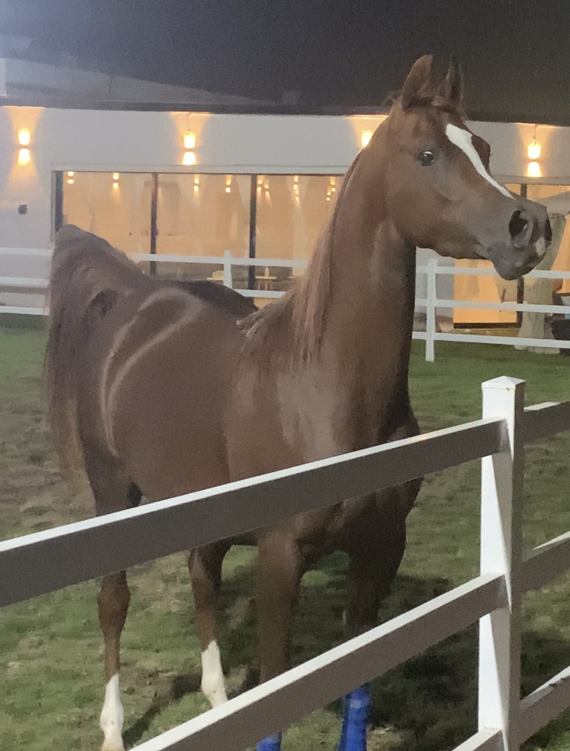 عذبه